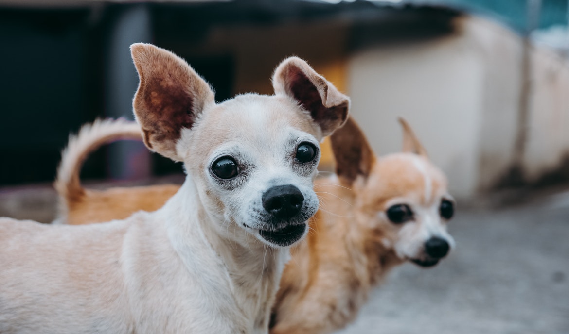 Aggressiver Hund: Auslöser und wichtige Tipps für Hundehalter
